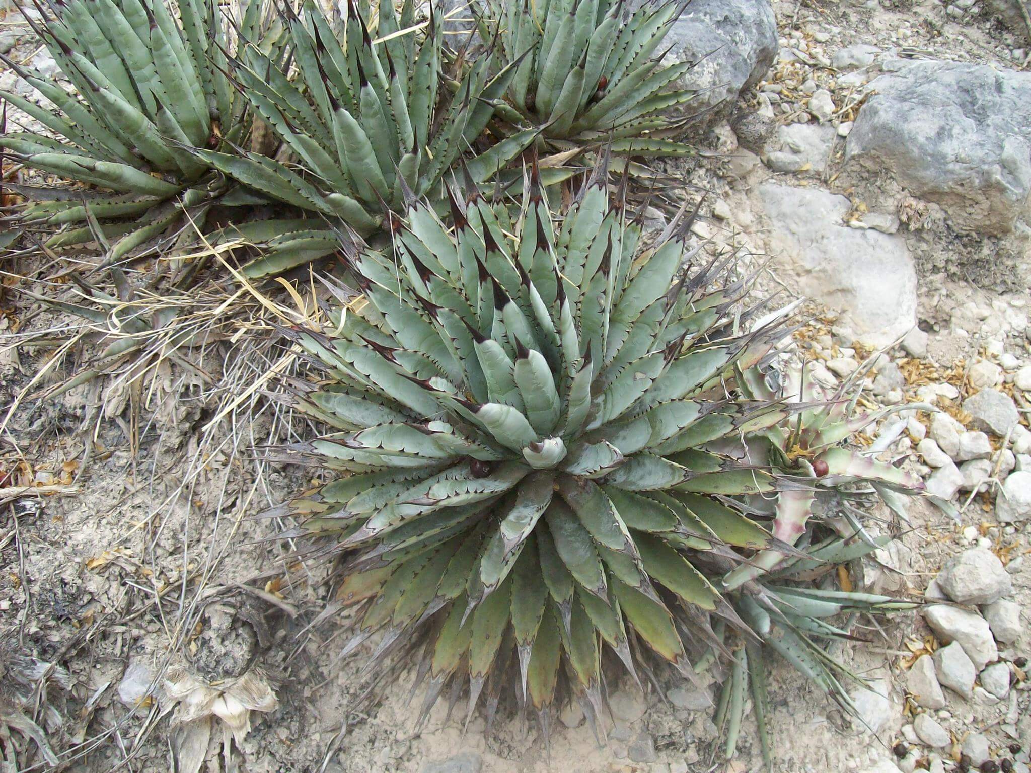 Agave macroacantha